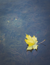 Maple Leaf In Water, Floating Autumn Maple Leaf