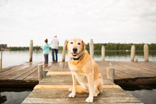 Portrait Of Dog, Sitting On Dock, People In Background