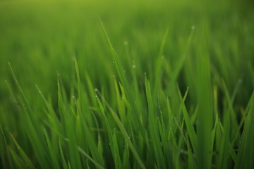 Grass