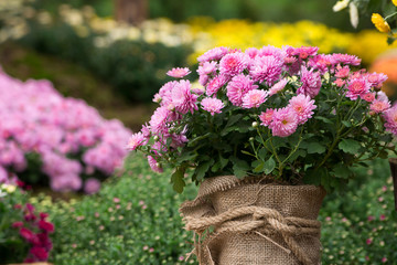 bouquet of beautiful chrysanthemum flowers outdoors