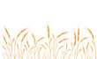 Golden wheat isolated on white background. Set of wheat ears. Background for farms and bakeries. Collection of elements for company logos, print products, page and web decor or other design.