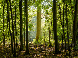 A bright sunny backlight is illuminating the majestic trunk of an oak tree in a dark undergrowth at the edge of the forest.