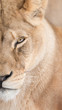 Portrait of beautiful lioness