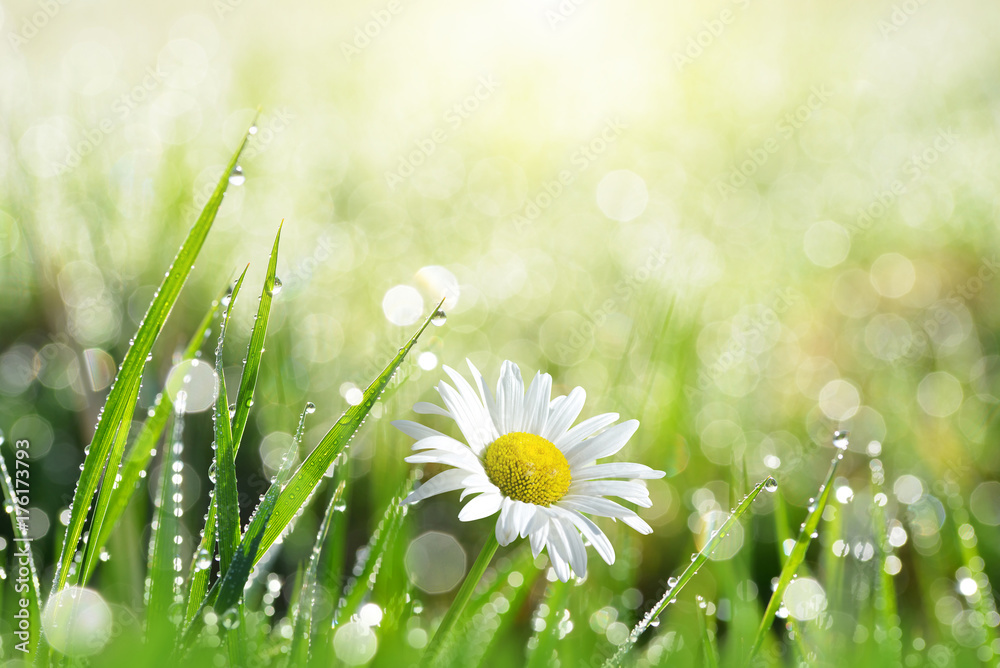 Fresh green grass with dew drops and daisy on meadow closeup. Spring season.Natural background. - obrazy, fototapety, plakaty 