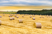 Freshly Rolled Hay Bales In A Field