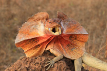 frilled-lizard-free-stock-photo-public-domain-pictures
