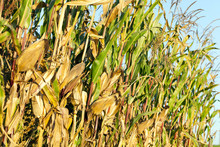 Field Of Ripe Corn