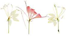 Pressed And Dried Flower Cleome Or Spider Flower, Isolated
