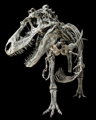 Wall Mural - Tyrannosaurus Rex skeleton on isolated background