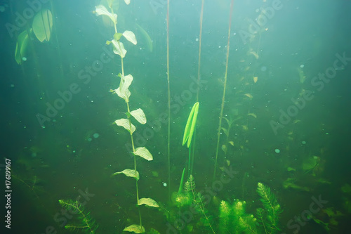 Plakat zielona trawa pod wodą