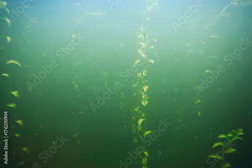 Zdjęcie XXL zielona trawa pod wodą