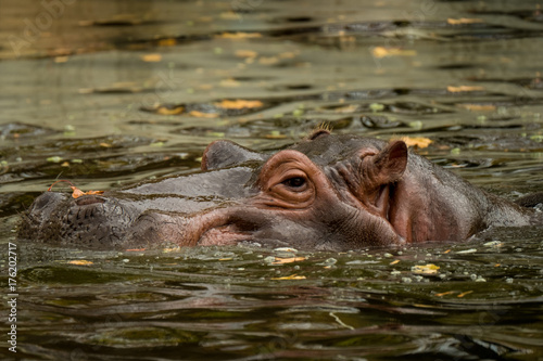 hippo-pod-woda