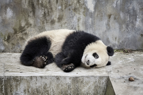 Plakat Odpoczynkowa gigantyczna panda, Chengdu, Chiny