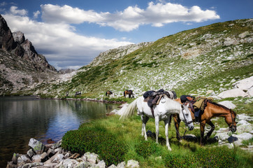 eco-friendly active tourism tour with horses in the mountains of maritime alps national park (lake o