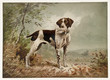 Old illustration depicting an English Pointer, breed of gun dog. By Bencke, publ. 1879