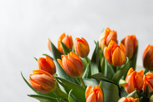 Beautiful Orange And Yellow Tulips On Light Gray Wall. Flower Background. Warm Colors. Copy Space