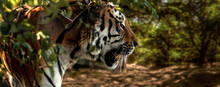 Wild Siberian Tiger On Nature