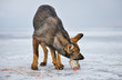 The hungry dog (pooch) eat fresh fish roach on the ice