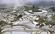 Terraced rice fields in Yuanyang county, Yunnan, China