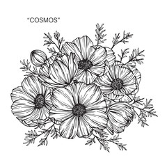 Wall Mural - cosmos flower drawing.