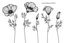 California Poppy Flower Drawing.