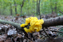 Golden Jelly Fungus (Tremella Mesenterica)