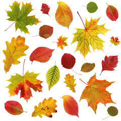 Wall Mural - background with falling autumn leaves.