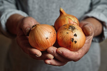 Hands Of A Farmer Holding An Onion