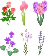 Canvas Print - Set of popular garden flowers on a white background