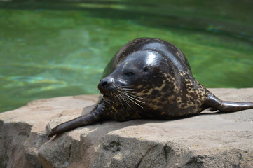 Wall Mural - Harbor seal on a rock