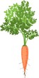 Orange carrot with green leaves on a white background