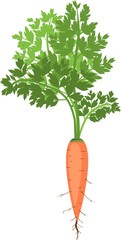 Wall Mural - Orange carrot with green leaves on a white background