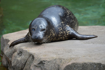 Poster - Harbor seal on a rock