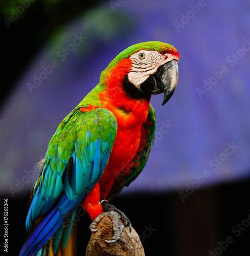 Dekoracja na wymiar  papuga