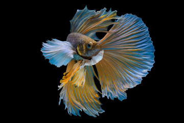 Wall Mural - The moving moment beautiful of yellow siamese betta fish or half moon betta splendens fighting fish in thailand on black background. Thailand called Pla-kad or dumbo big ear fish.