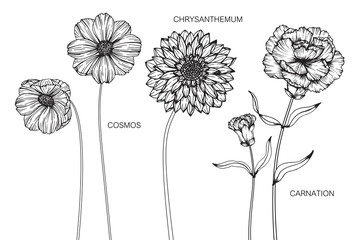 Wall Mural - cosmos, chrysanthemum, carnation flower drawing.