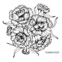 Wall Mural - Bouquet of carnation flowers drawing.