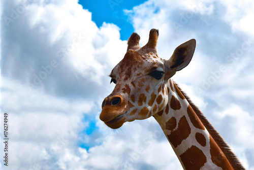 Plakat Żyrafa Giraffa camelopardalis