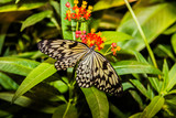 Fototapeta Krajobraz - Schmetterling auf Blatt