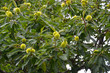 Sowing campaign chestnut (Castanea sativa Mill.), branches with fruits