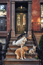 Dogs Sitting On A Stoop.
