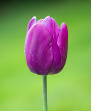 Close Up Of A Purple Single Stem Purple Tulip With A Natural Green Background