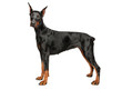Young Doberman on white background