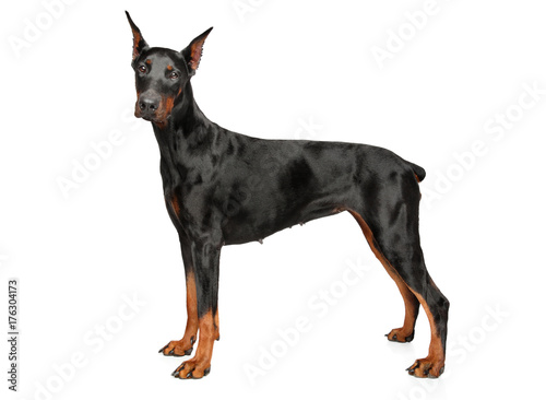 Young Doberman on white background Tableau sur Toile