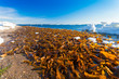 A lot of Laminaria (Kelp) is seaweed washed ashore on the beach of  Sea of Okhotsk on winter season. Sakhalin Island, Russia