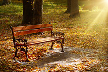 Beautiful Garden Bench In Autumn Park Illuminated By Sun.
