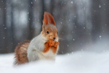 Red Squirrel Eats Nut Sitting On Snow