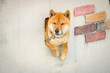 Shiba Inu Dog Sits In Wall