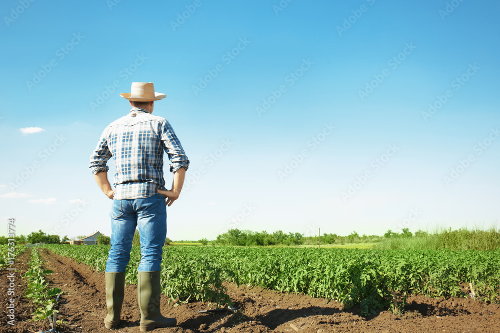 Farmer standing in field with green plants