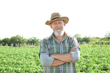 Poster - Mature farmer standing in field with green plants